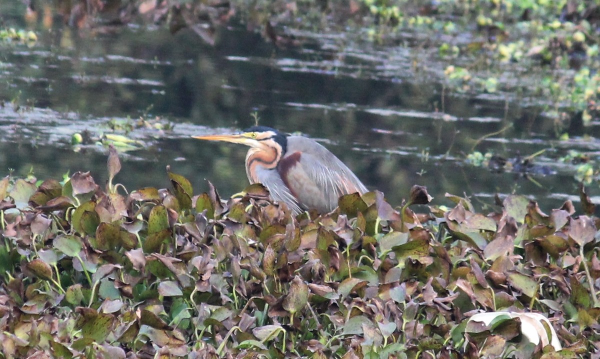 Purple Heron - CHANDRA BHUSHAN