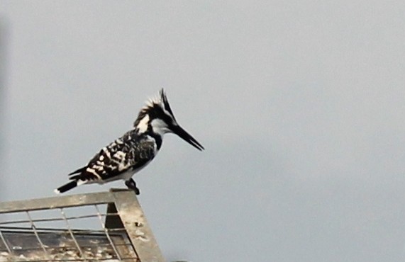 Pied Kingfisher - CHANDRA BHUSHAN