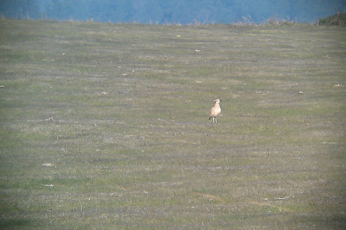 Cream-colored Courser - ML399731231