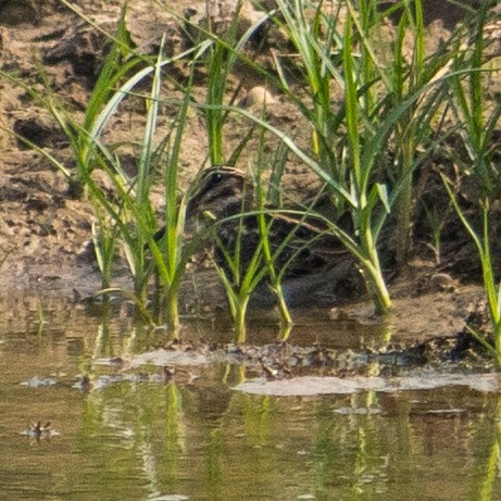 Jack Snipe - ML399733071