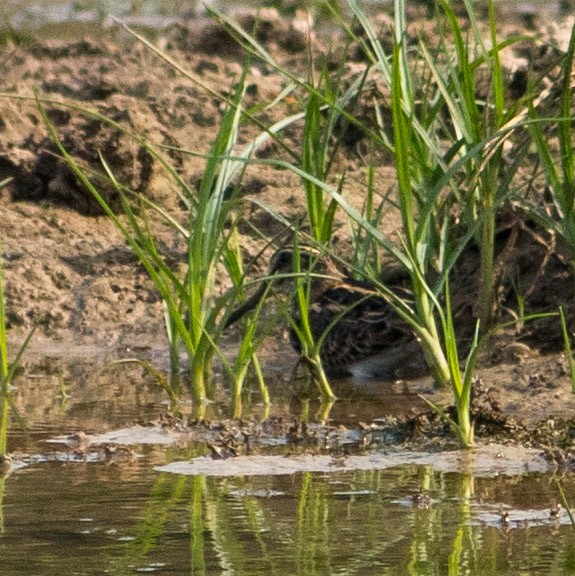 Jack Snipe - ML399733081