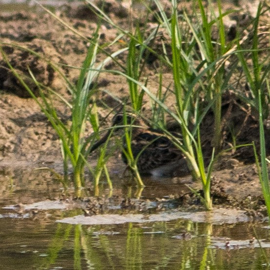 Jack Snipe - ML399733111