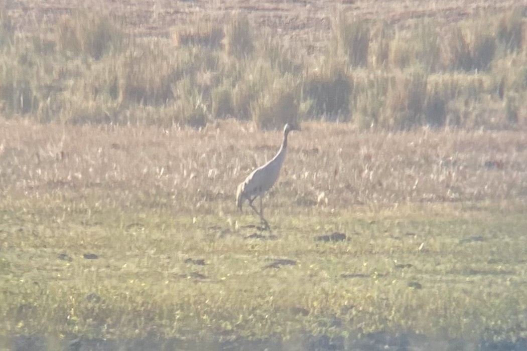 Common Crane - ML399733961