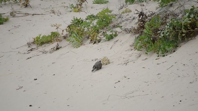 Common Ground Dove - ML399736771