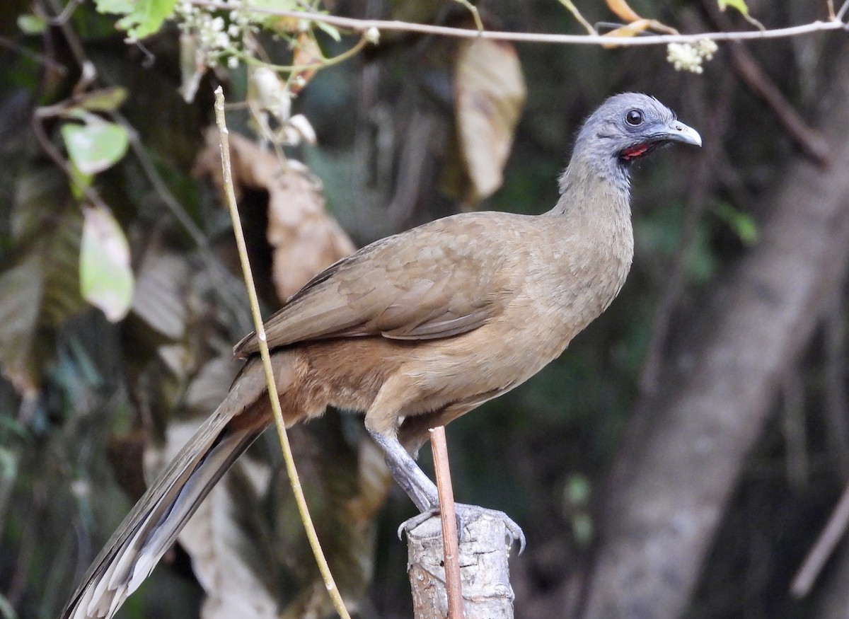 Plain Chachalaca - Kelsey Plett