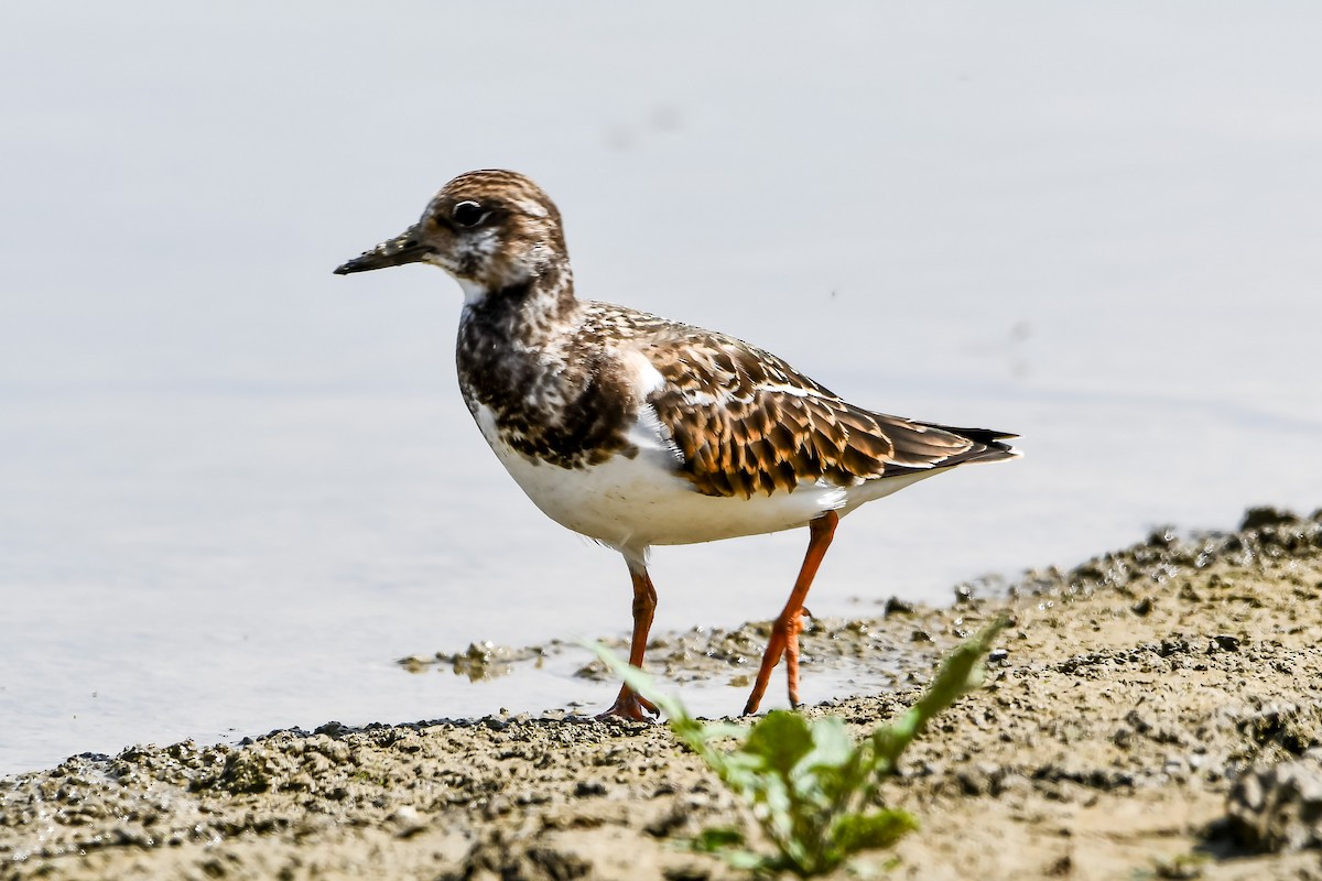 Ruddy Turnstone - ML399739321