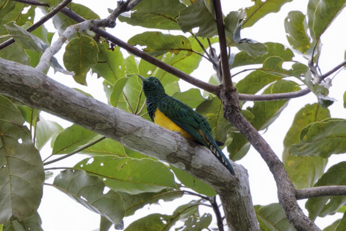 African Emerald Cuckoo - David Wright
