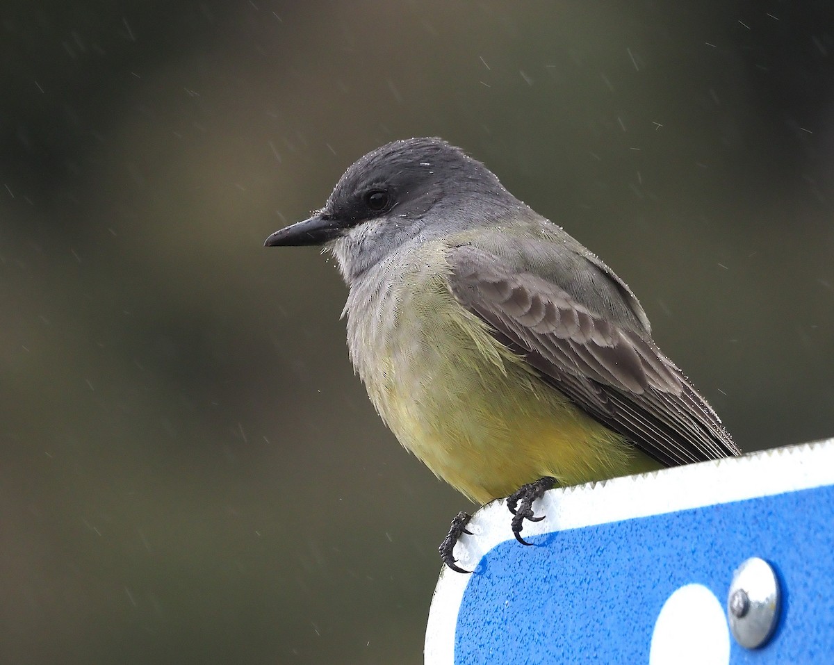 Cassin's Kingbird - Aidan Brubaker