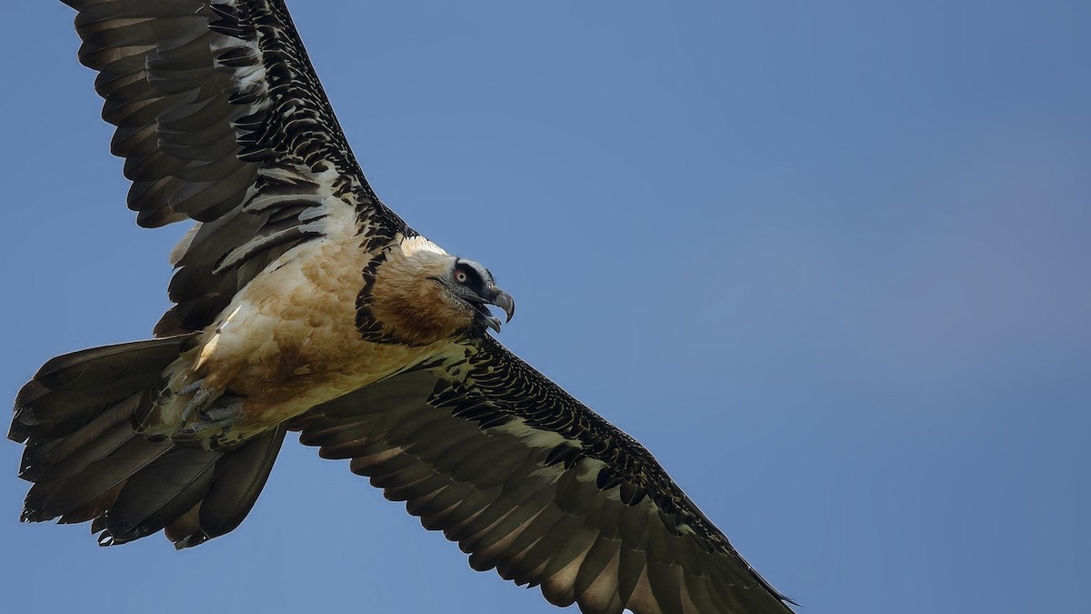 Bearded Vulture - ML399745371