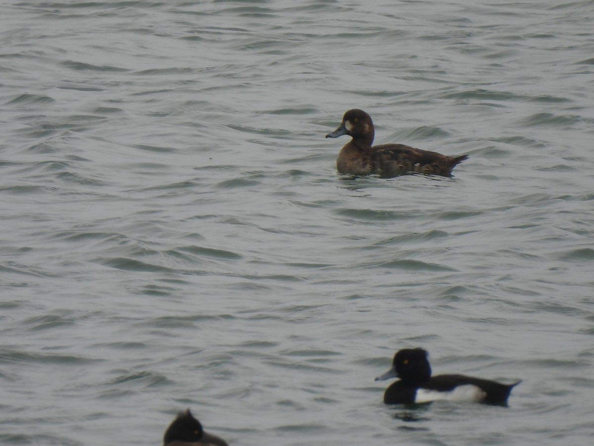 Greater Scaup - Anonymous