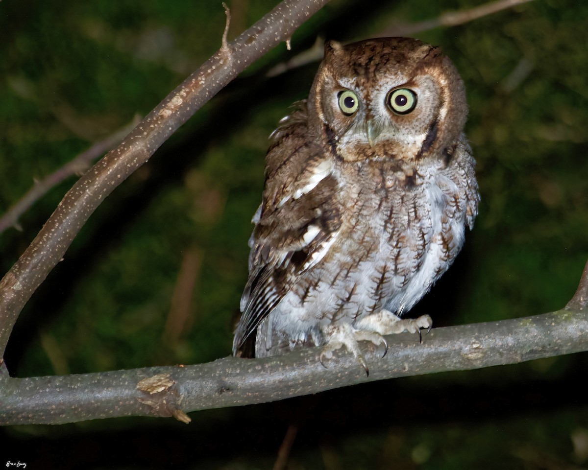 Eastern Screech-Owl - ML399745731