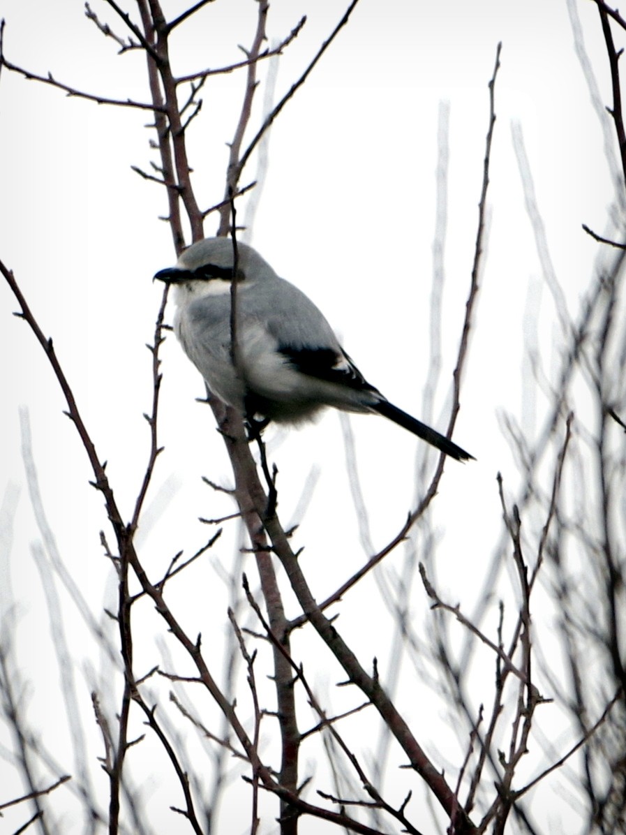 Northern Shrike - Matthew Crandall