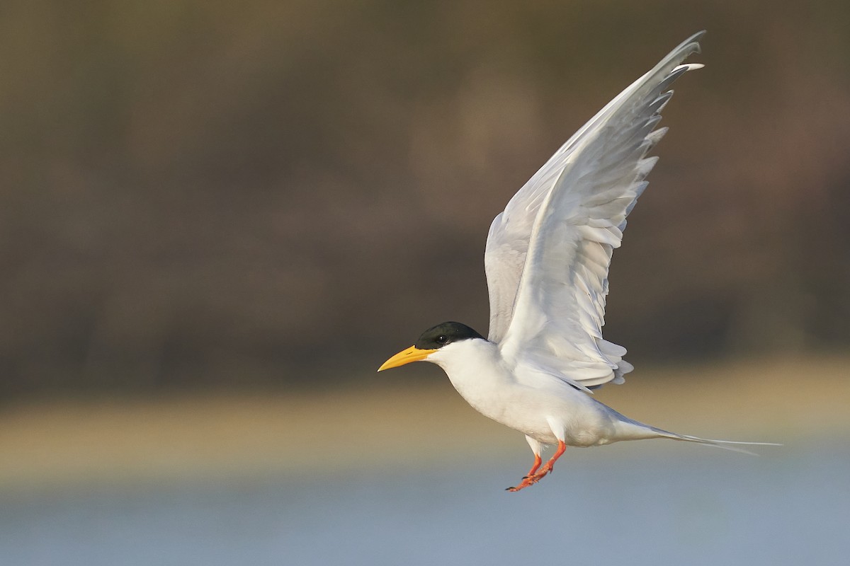 River Tern - Raghavendra  Pai