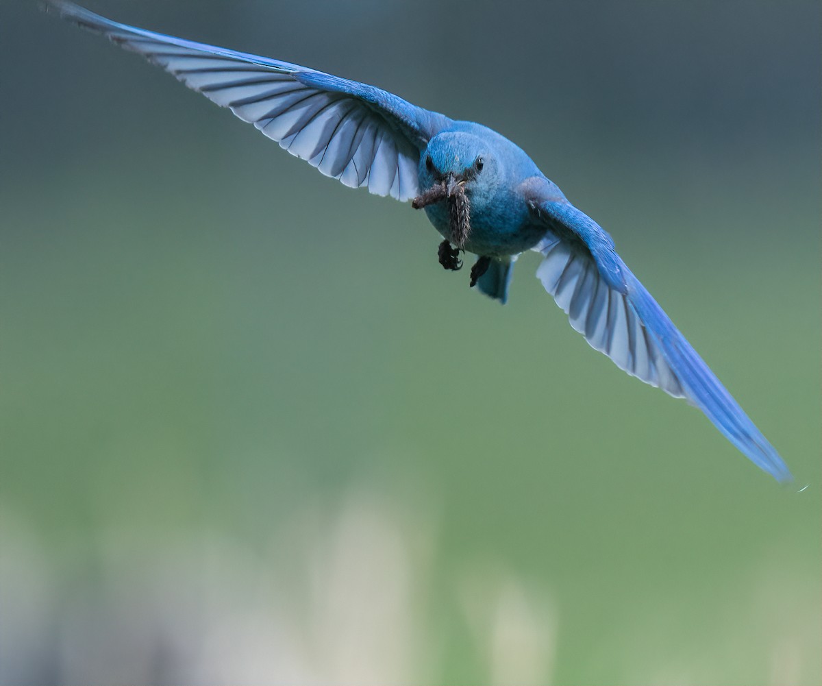 Mountain Bluebird - ML399749201