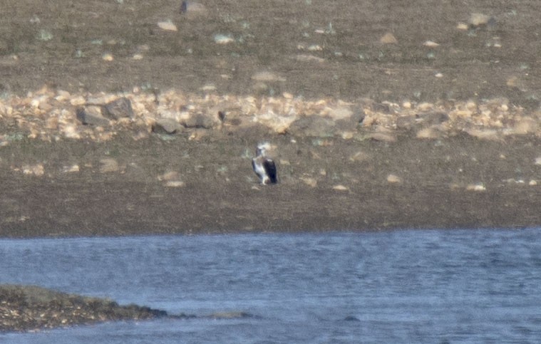 שלך - ML399750041