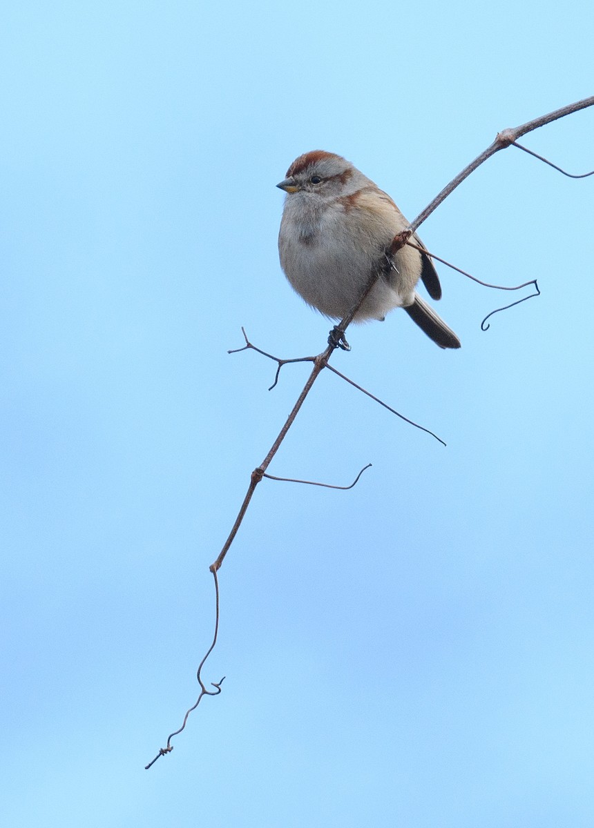 American Tree Sparrow - ML399750881