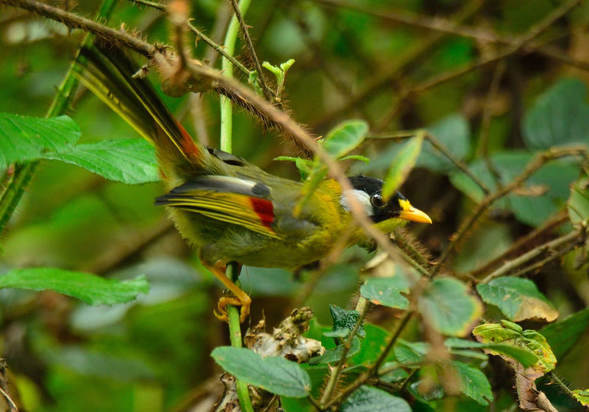 Silver-eared Mesia - ML399751031