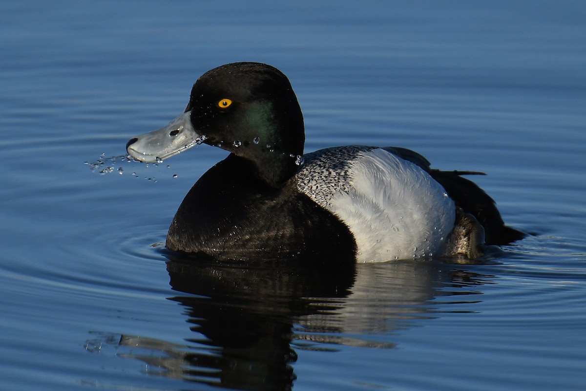 Greater Scaup - ML399753841