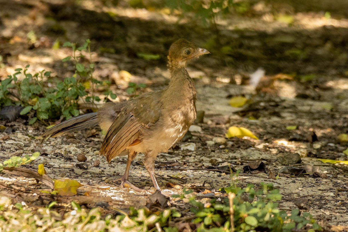 Chestnut-winged Chachalaca - Edward Boyd