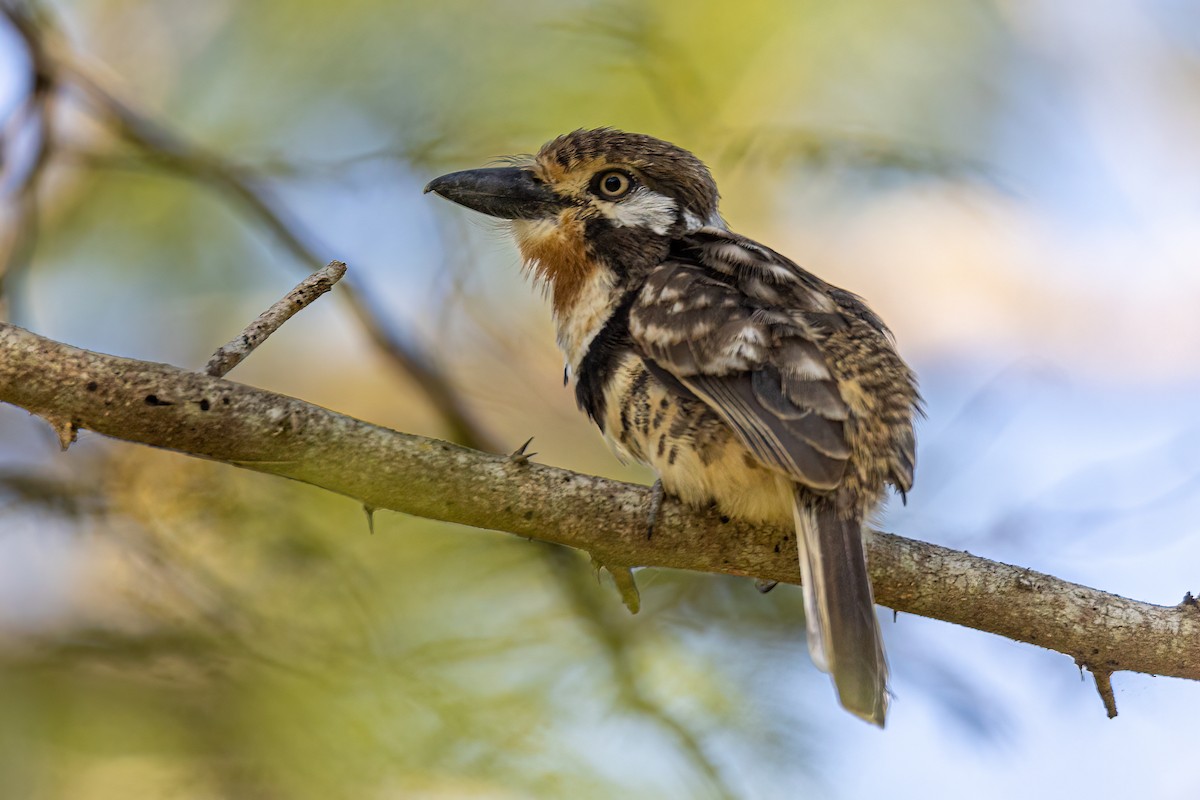 Russet-throated Puffbird - ML399754071
