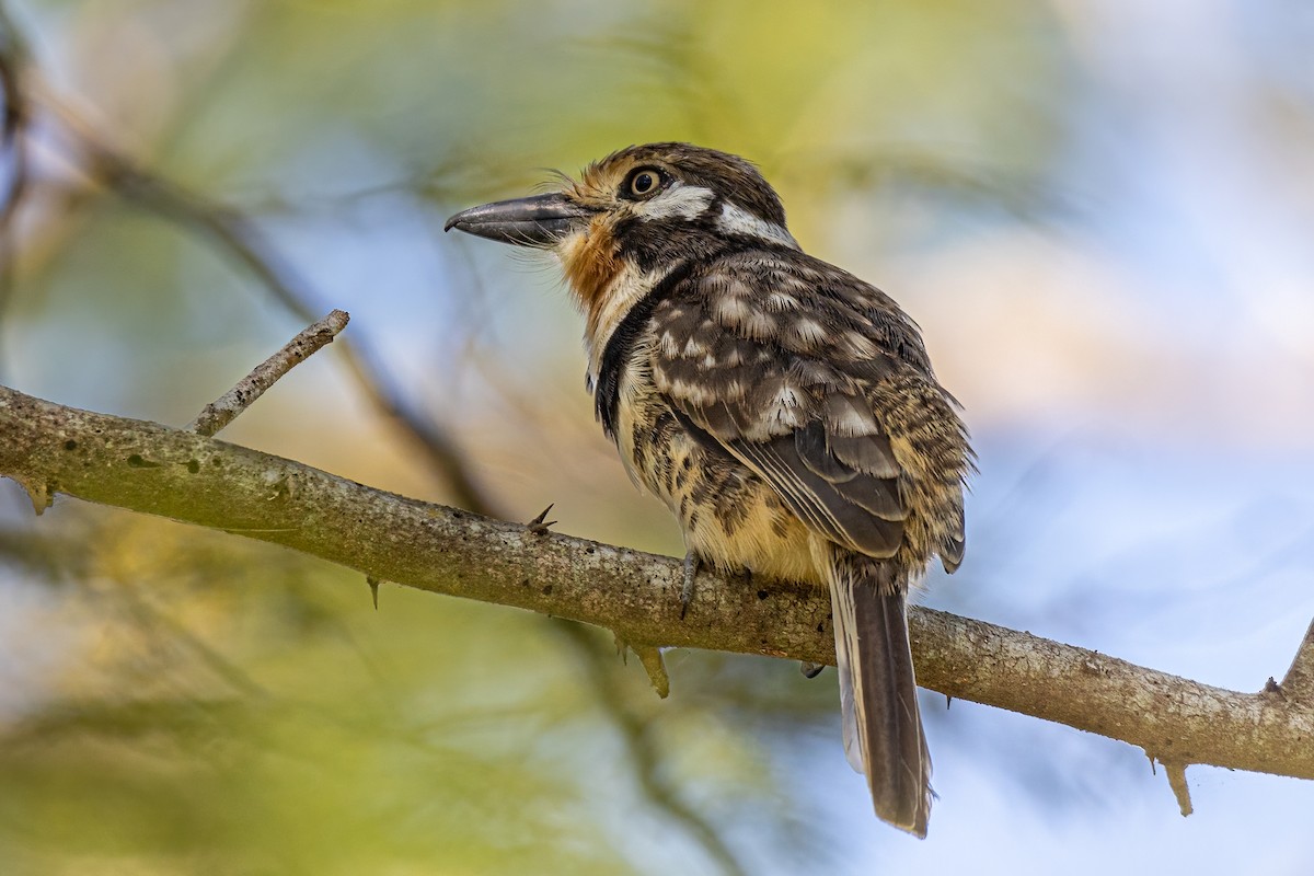 Russet-throated Puffbird - ML399754081