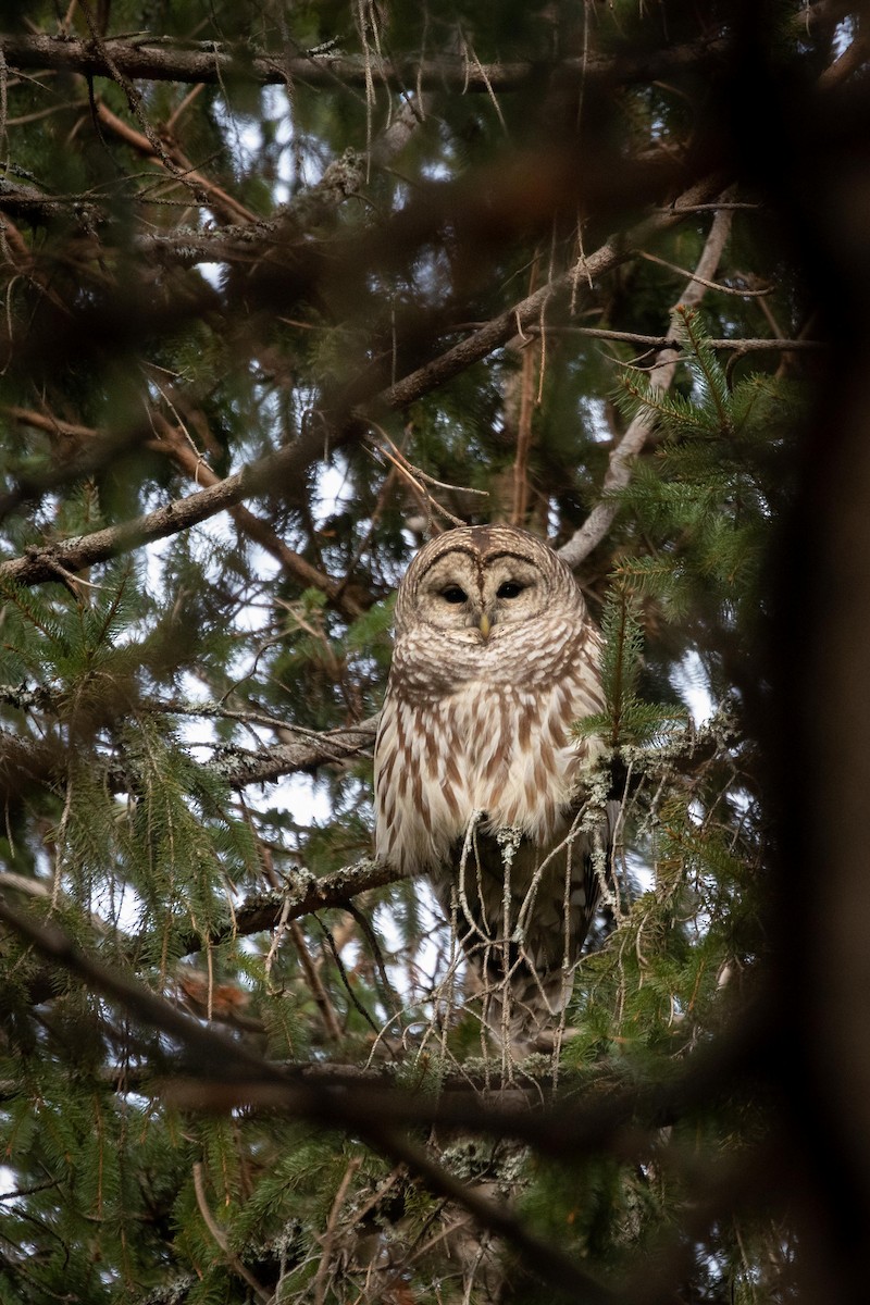 Barred Owl - ML399754131