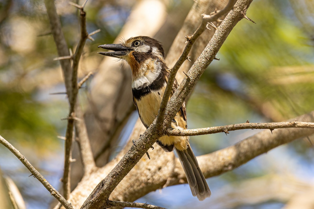 Russet-throated Puffbird - ML399754141
