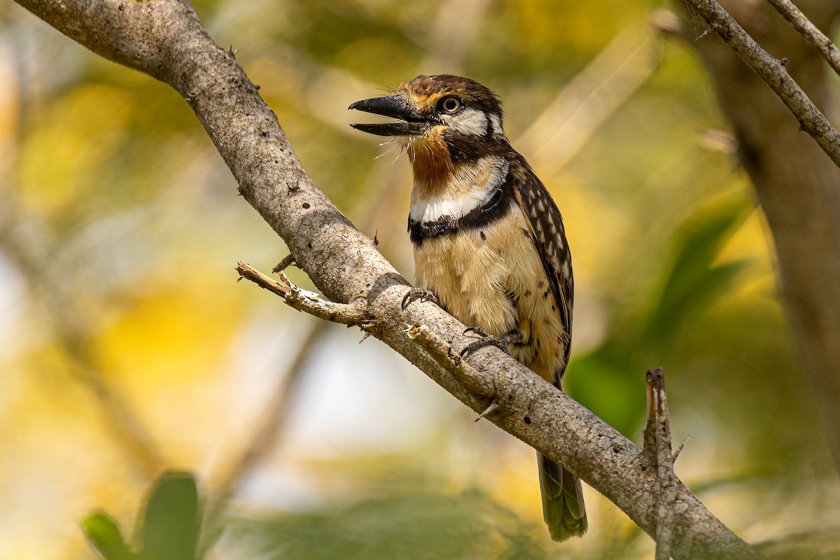 Russet-throated Puffbird - ML399754191