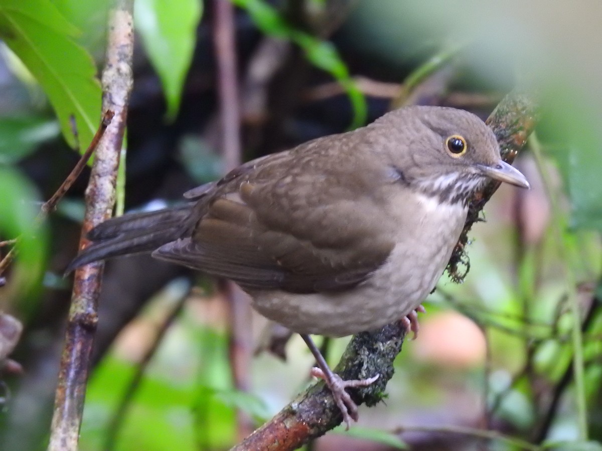 White-throated Thrush - ML399754741