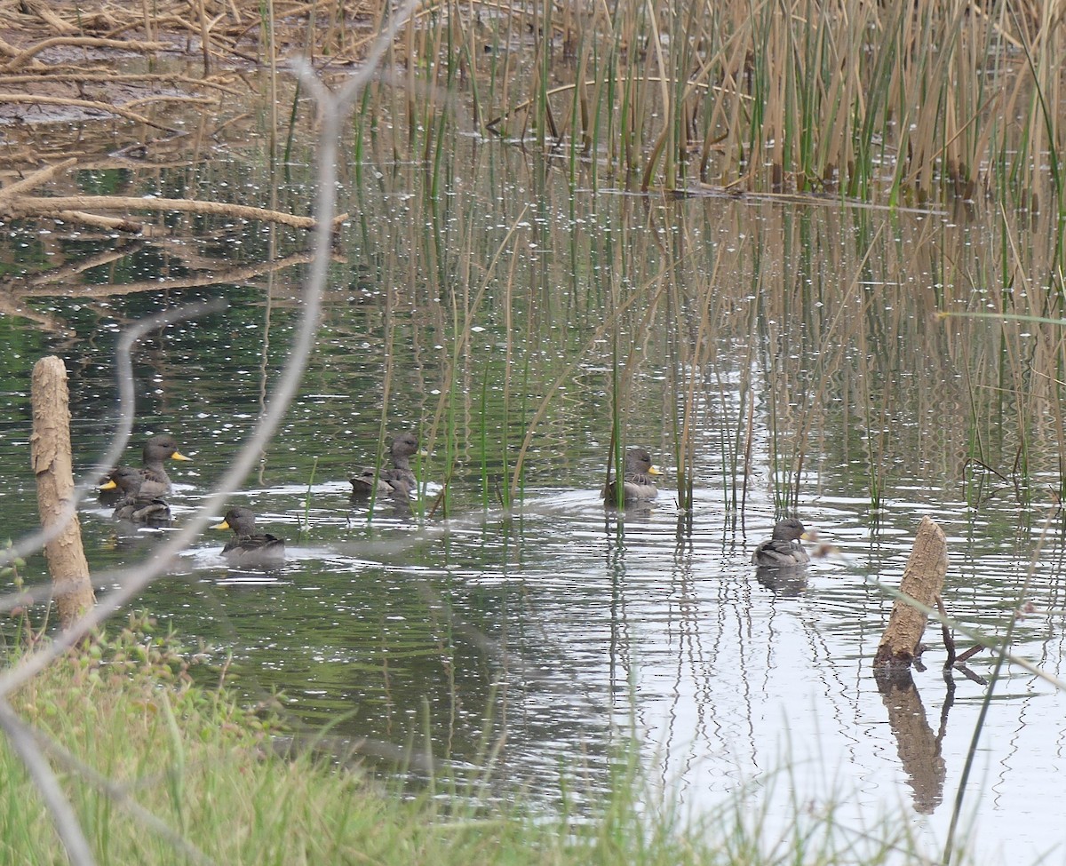 Yellow-billed Teal - ML399757501