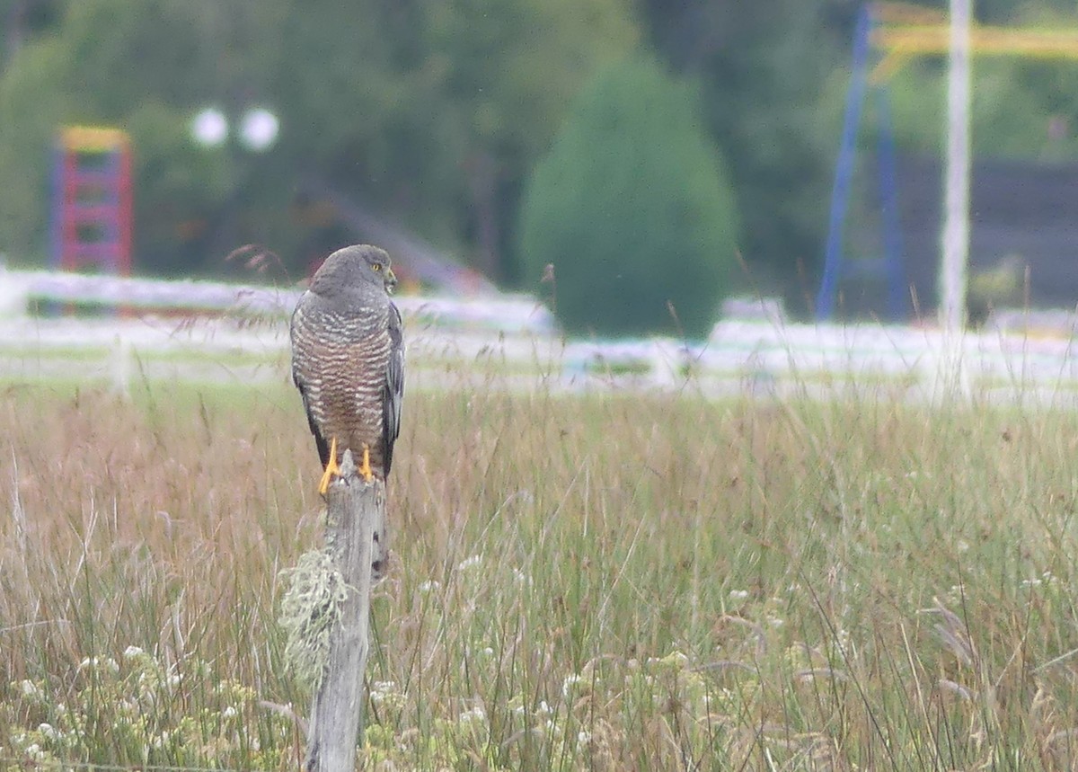 Cinereous Harrier - ML399757651