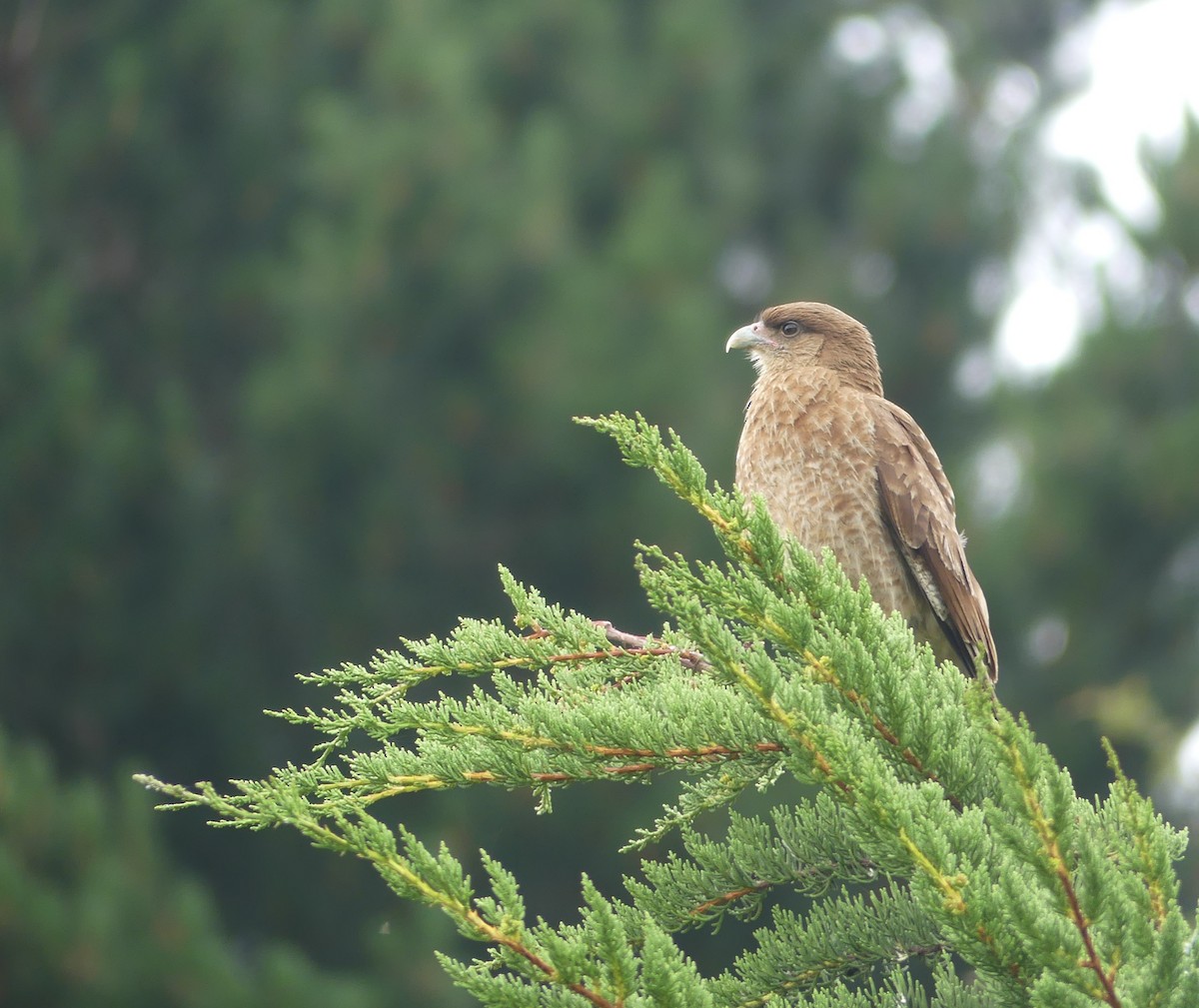 Chimango Caracara - ML399757731