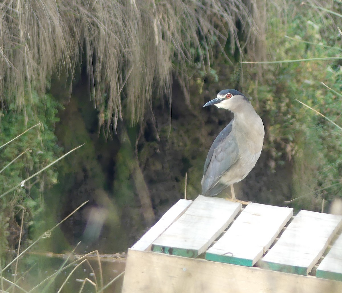 Black-crowned Night Heron - ML399758431