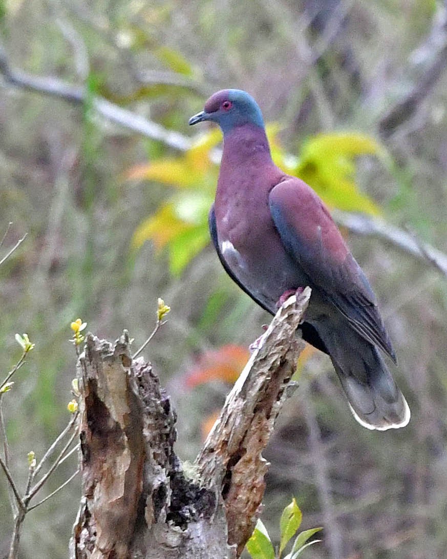 Pale-vented Pigeon - ML399759231