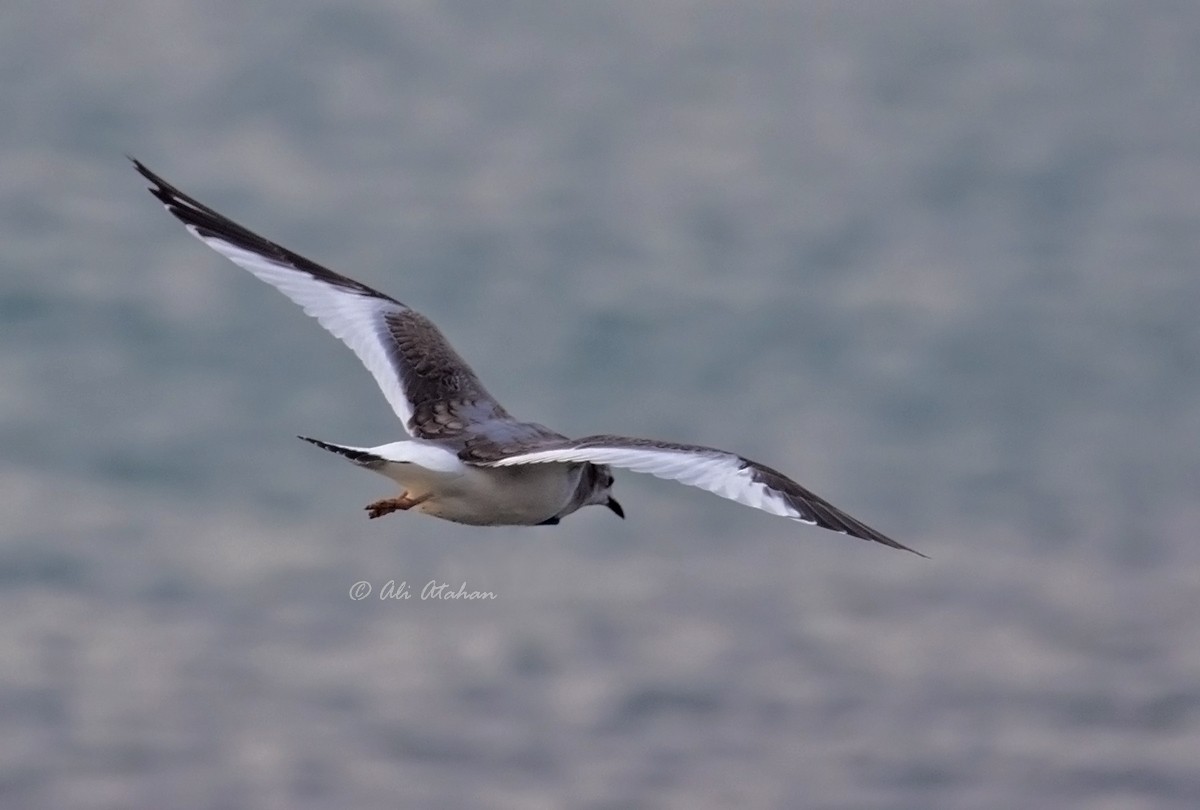 Sabine's Gull - Ali Atahan