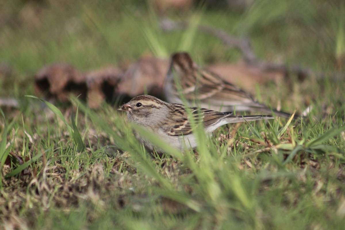 Chipping Sparrow - ML399763301