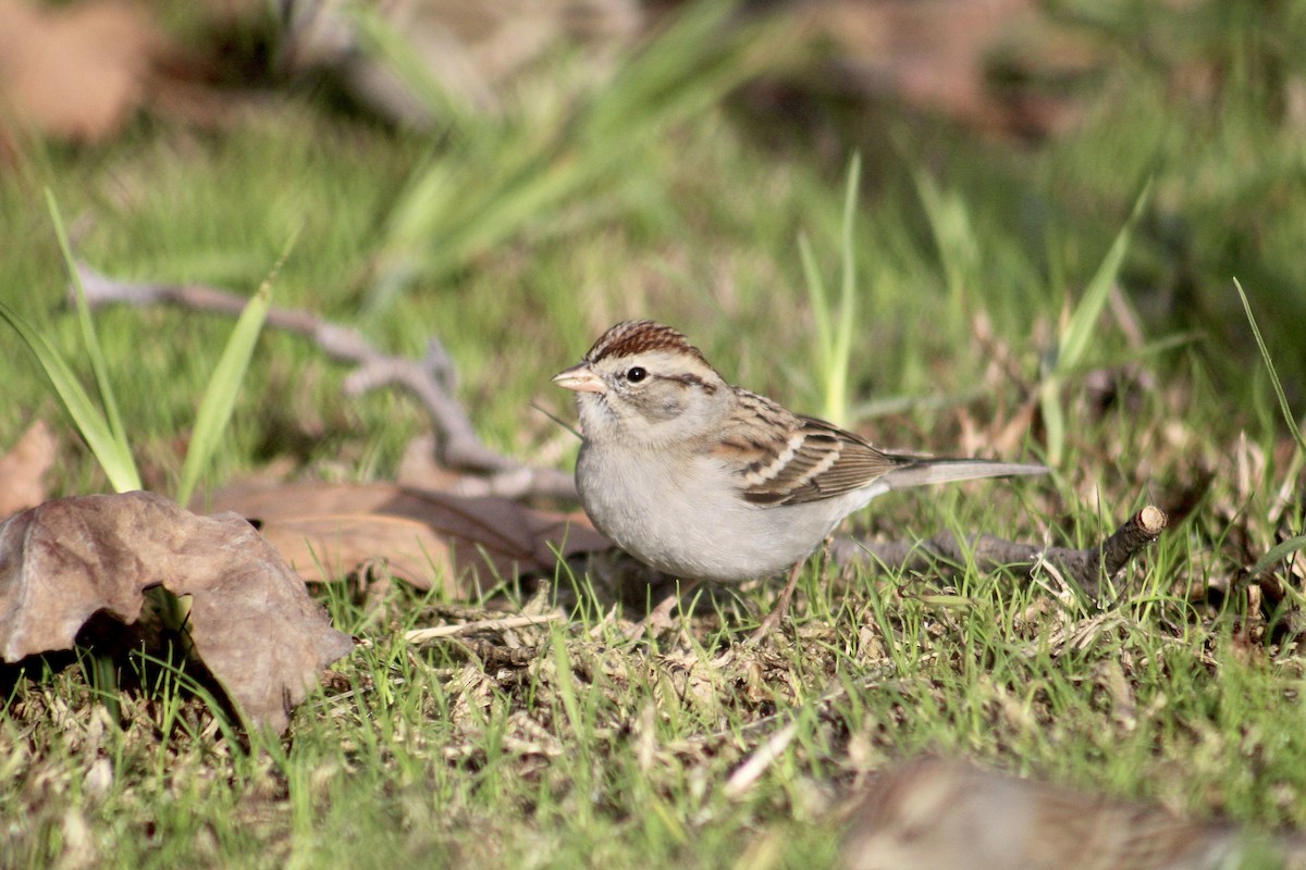Chipping Sparrow - ML399763871