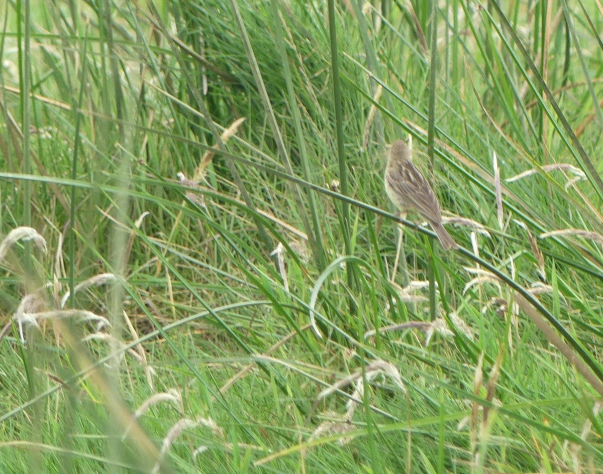 Grassland Yellow-Finch - ML399764991