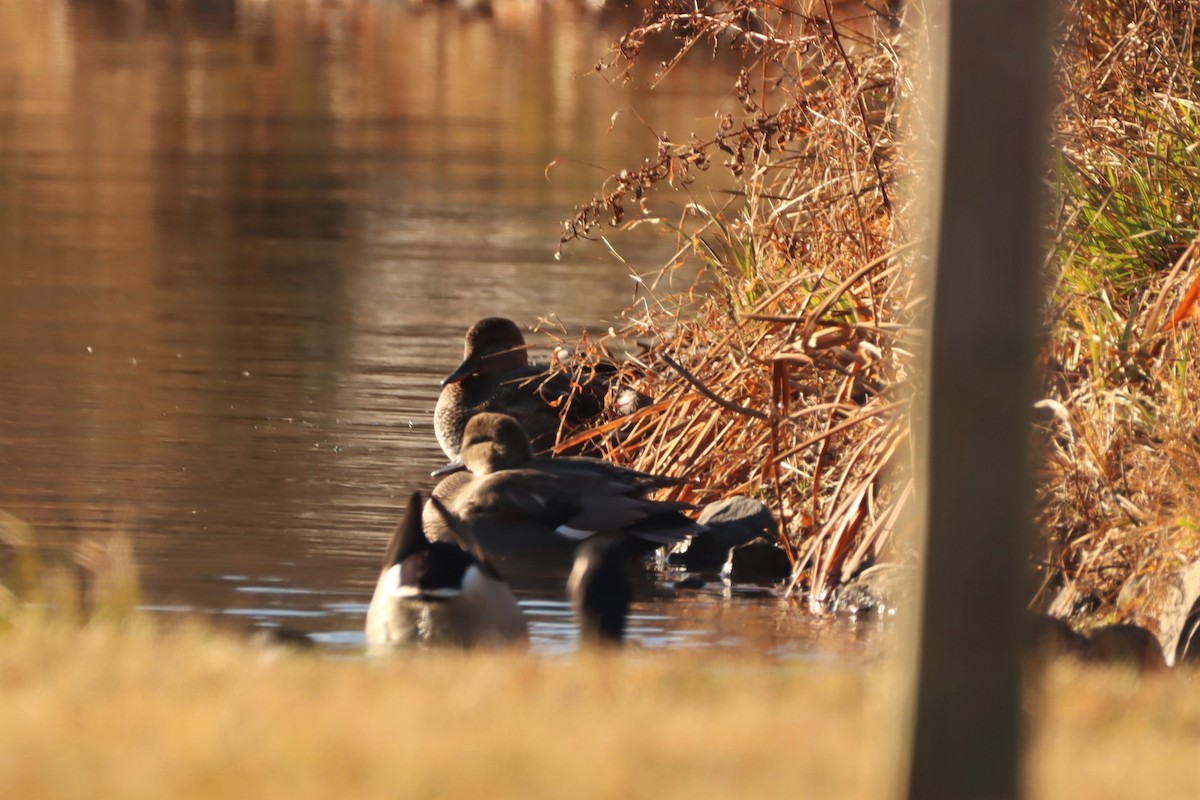 Gadwall - ML399765951