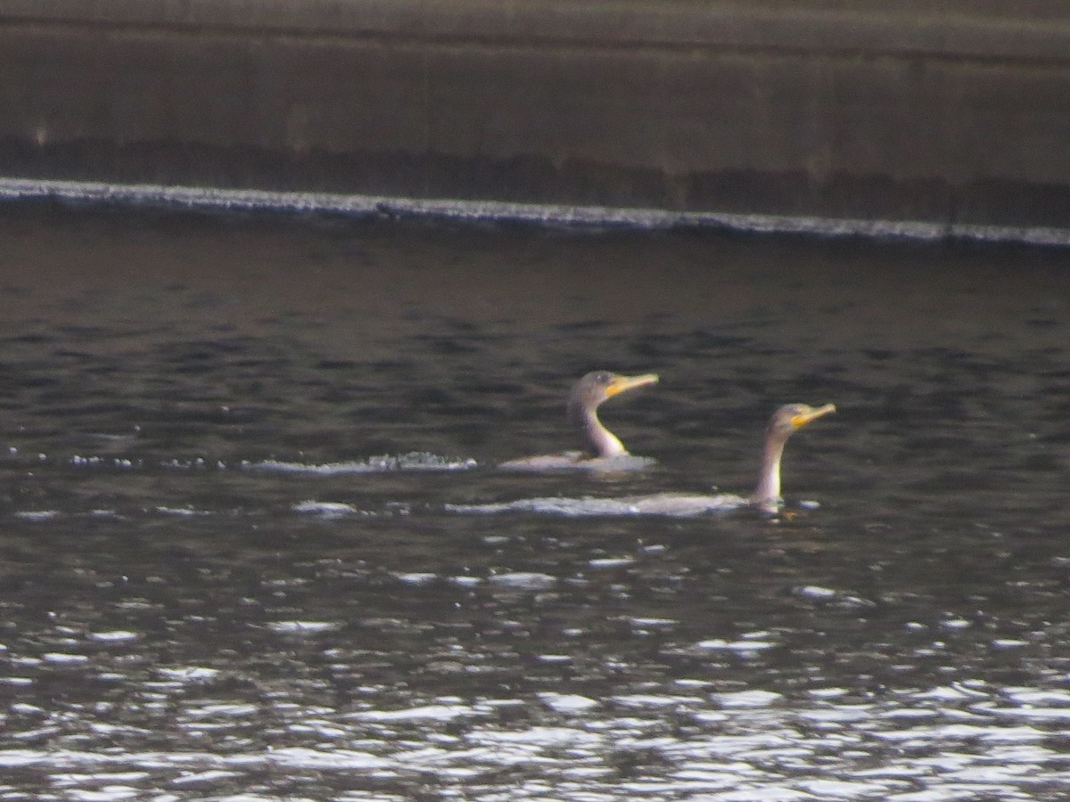 Double-crested Cormorant - ML399766701