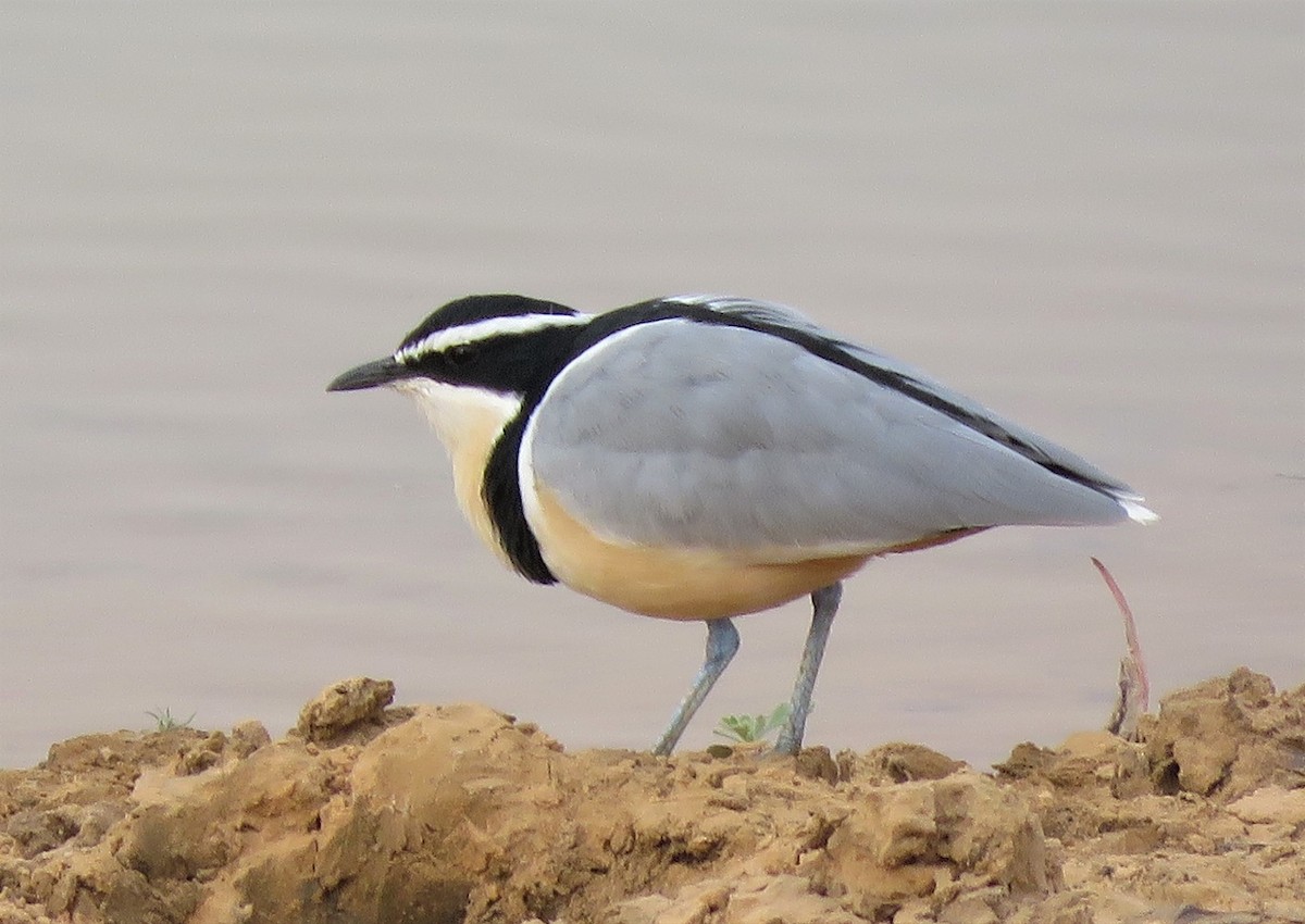 Egyptian Plover - ML399767511