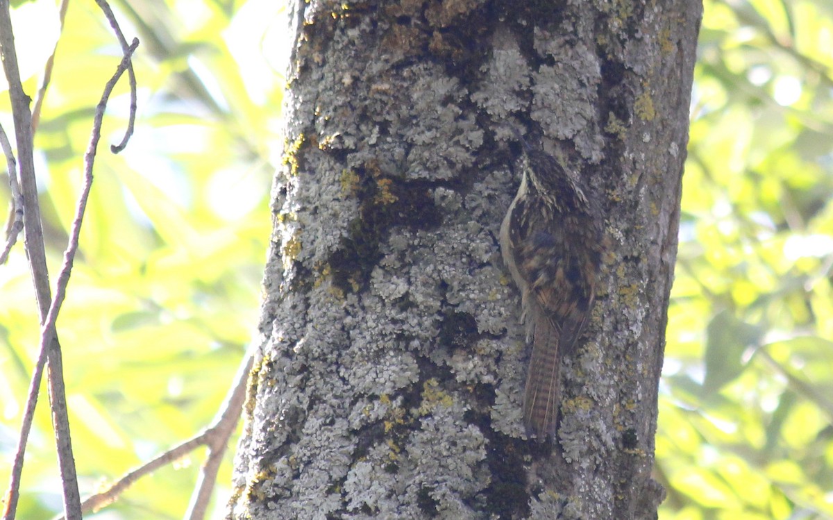 Bar-tailed Treecreeper - Jyoti Chawla