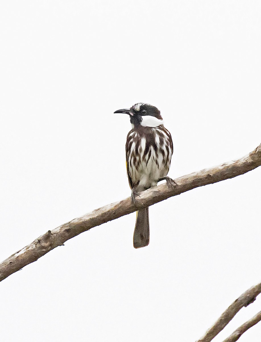 White-cheeked Honeyeater - ML399773921