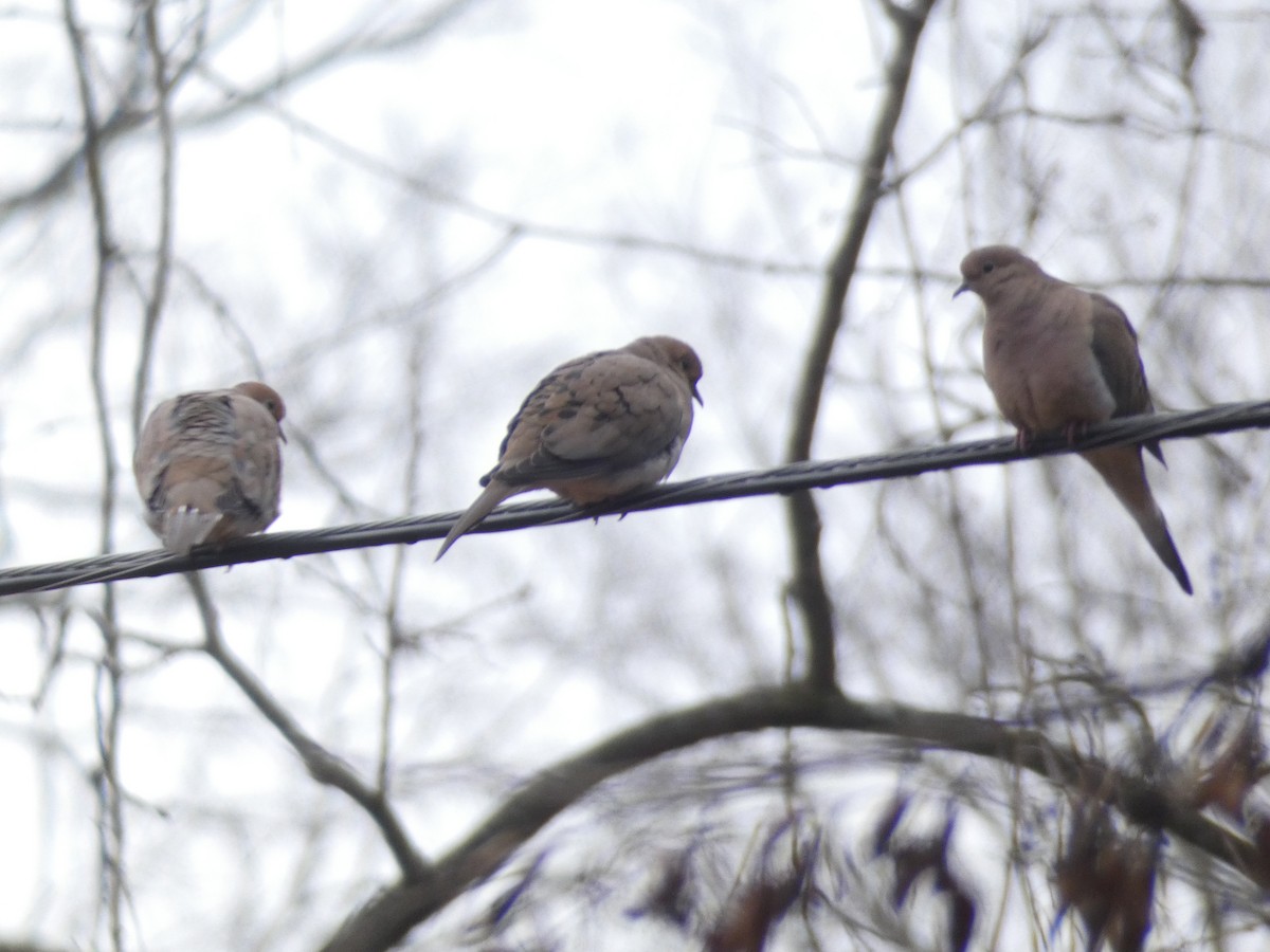 Mourning Dove - David Utz