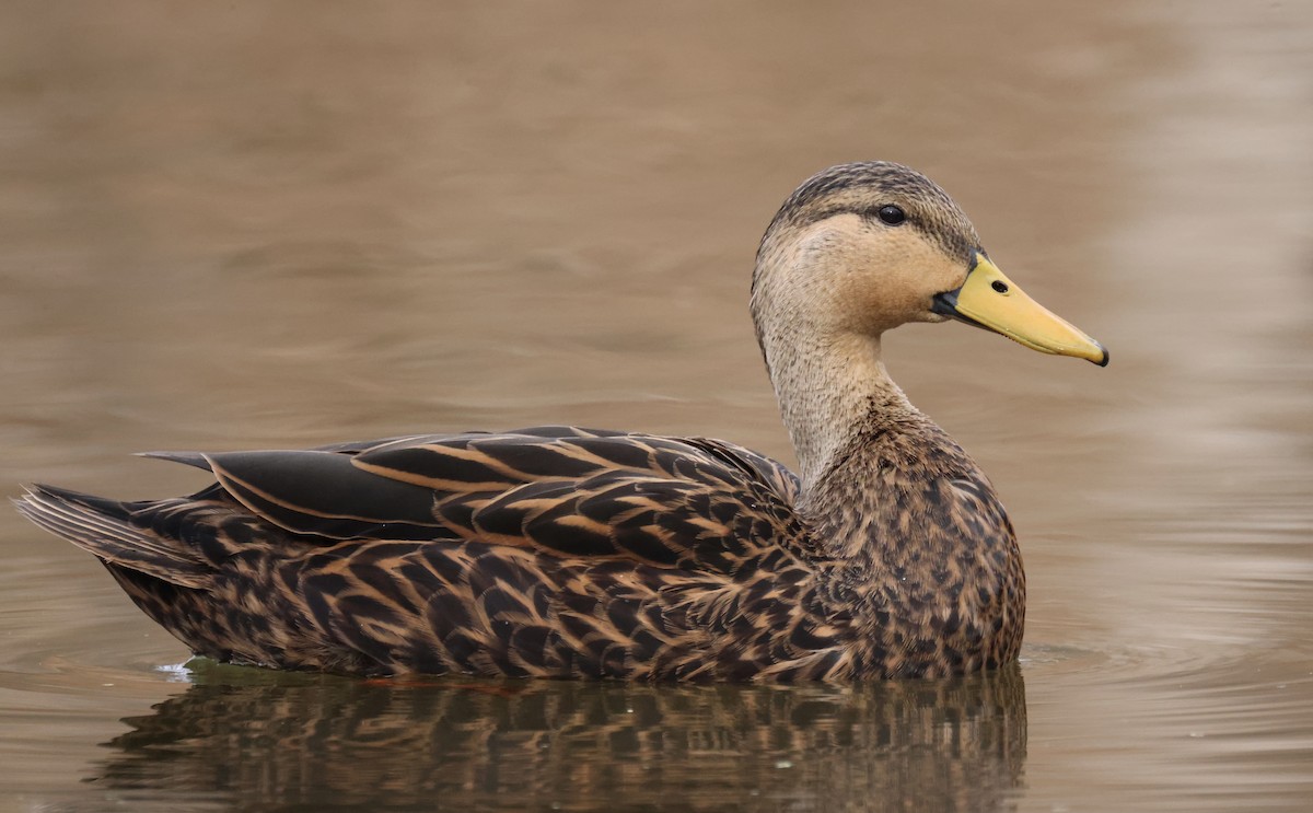 Mottled Duck - ML399775021