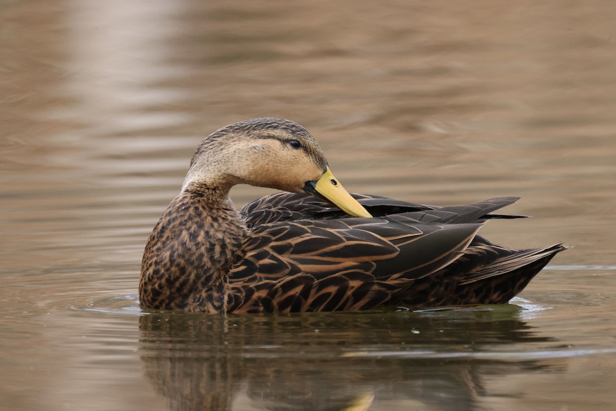 Mottled Duck - ML399775051