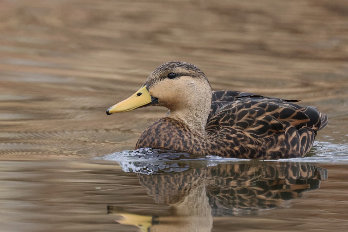 Mottled Duck - ML399775111