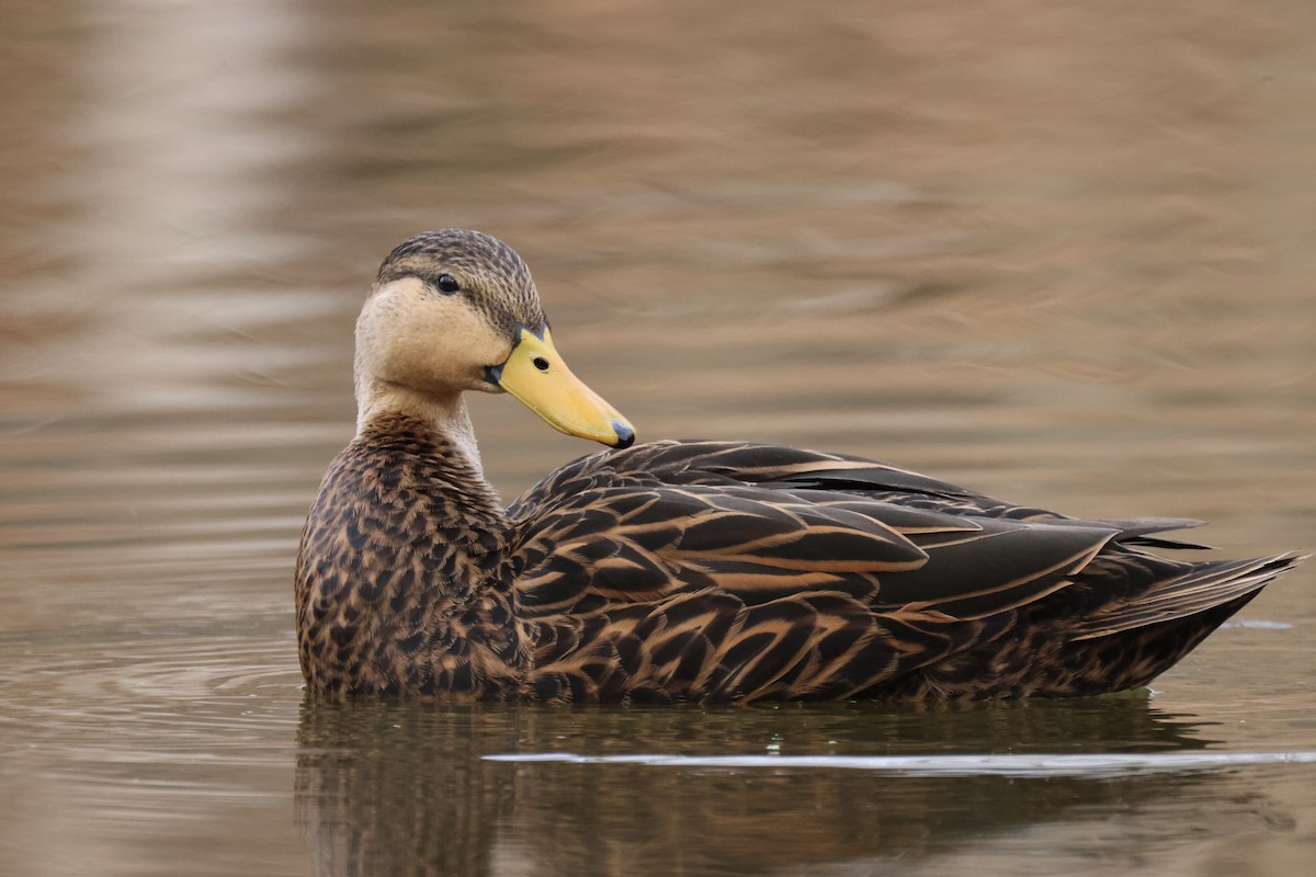 Mottled Duck - ML399775181