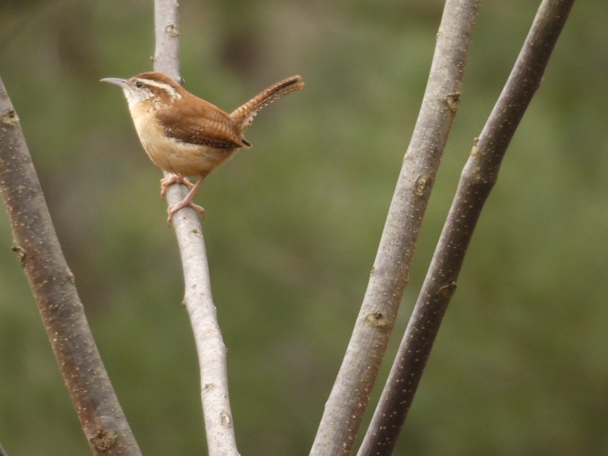 Carolina Wren - David Utz