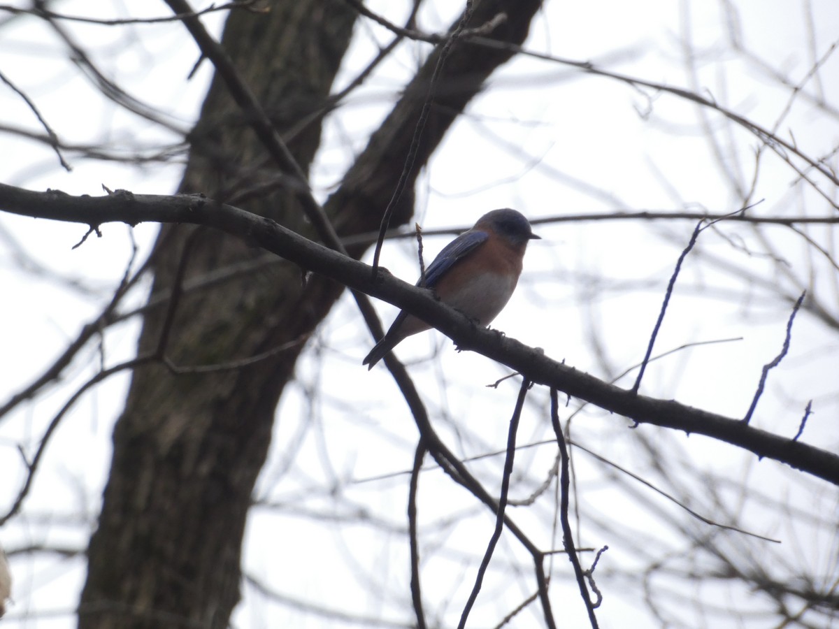 Eastern Bluebird - David Utz